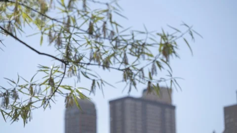 Tree branch and buildings Stock Footage 114246801