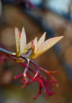 Tree, branch and environment with leaf in nature for growth, sustainability.. Stock Photos