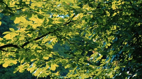 Tree with Branch and Green Leaves Stock Footage 64484172