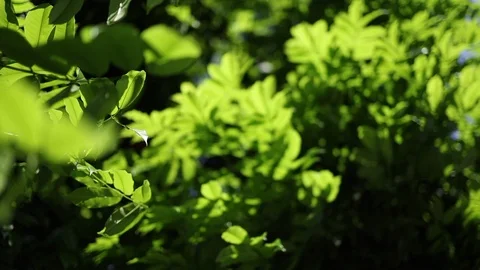 Tree branch and green leaves blowing in the wind Stock Footage 125750426