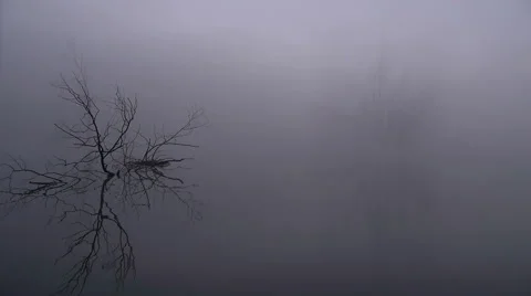 Tree branch and its reflection Stock Footage 45651892