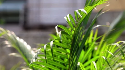 Tree Branch and Leaf Moving in the Wind Vídeo Stock 107338025