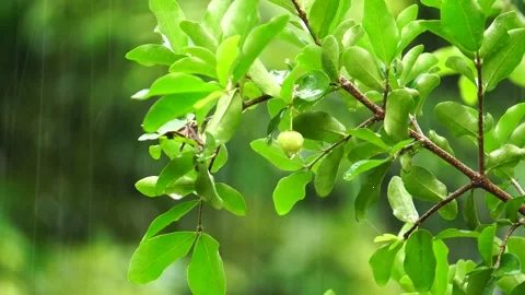 Tree branch and leaf in the rain at thailand Stock Footage 231557055