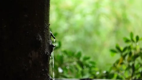 Tree branch and leaf in the rain at thailand Stock Footage 231557056