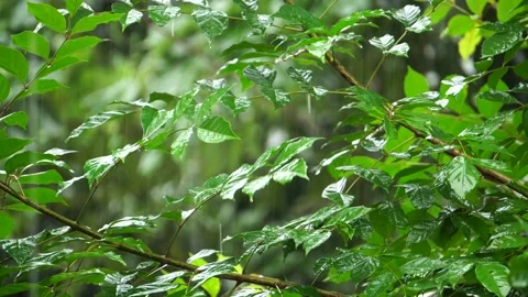 Tree branch and leaf in the rain at thailand Video stock 231557057