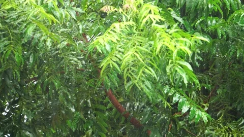 Tree branch and leaf in the rain at thailand Stock-Footage 231557059