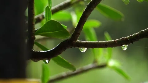 Tree branch and leaf in the rain at thailand 動画素材 231557060