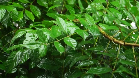 Tree branch and leaf in the rain at thailand Stock Footage 231557068