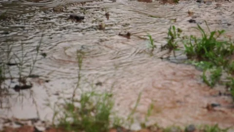 Tree branch and leaf in the rain at thailand 動画素材 231557074