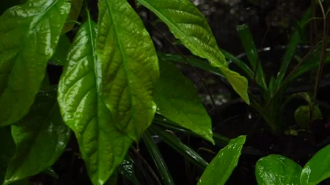 Tree branch and leaf in the rain at thailand Stock Footage 231557075