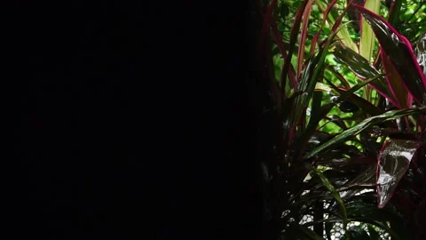Tree branch and leaf in the rain at thailand 스톡 동영상 231557080
