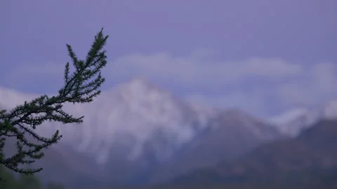Tree branch and mountains, evening Stock Footage 171761584