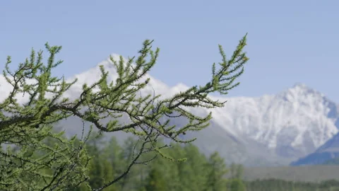 Tree branch and mountains Stock Footage 171762153