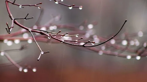 Tree Branch and Rain Stock Footage 102467325