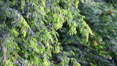 A tree branch and raindrops . Heavy rain drops. The branch sways in the wind Stock Footage 150065603