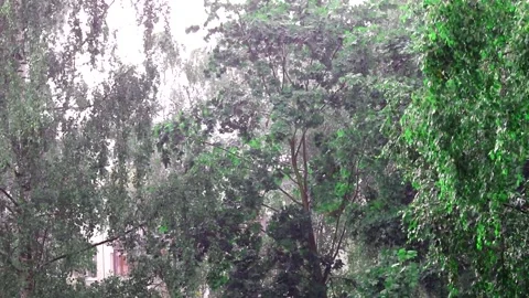 A tree branch and raindrops . Heavy rain drops. The branch sways in the wind Stock Footage 150091780