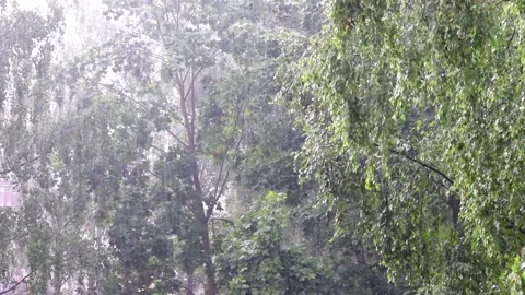 A tree branch and raindrops . Heavy rain drops. The branch sways in the wind Stock Footage 150091792