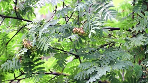 A tree branch and raindrops . Heavy rain drops. The branch sways in the wind Stock Footage 165238273