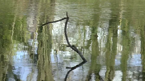 Tree Branch And Reflections In A English Park Lake Stock Footage 152114797