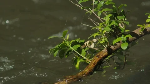 Tree branch and a river flowing Stock Footage 124984278