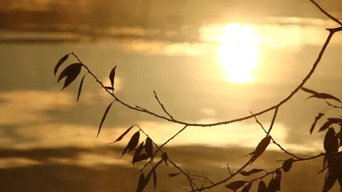 Tree Branch And Shining Sun Reflection Stock Footage 234814586