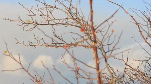 Tree Branch And Sky Stock Footage 953844