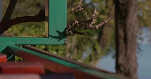 Tree branch and wasp on green metal structure 库存影片 332550138