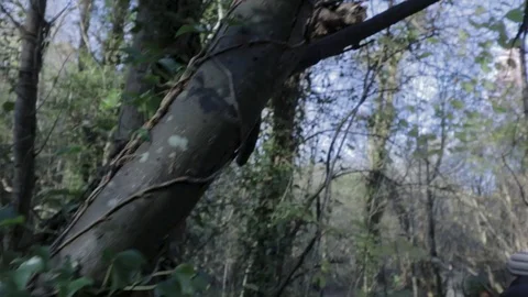 Tree branch angled underneath Stock Footage 89763215