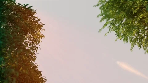 Tree Branch animation background 库存影片 123428443