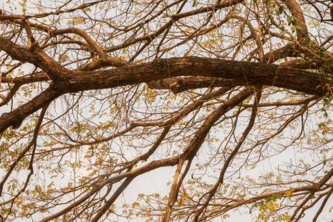 Tree branch in autumn 스톡 사진