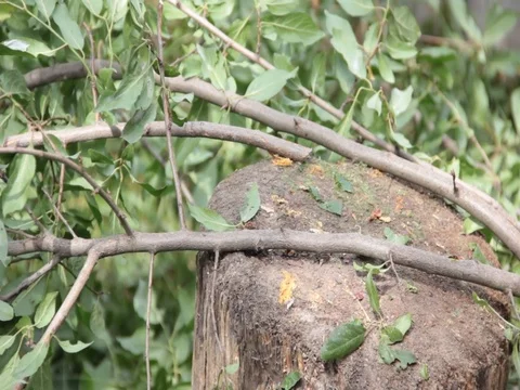 Tree branch ax, garden, leaves Stock Footage 78228010