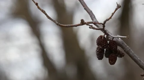 Tree Branch, Background Duck Stock Footage 49943209