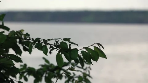 Tree branch on the background of the lake 動画素材 132441890