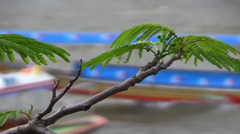 Tree branch on background of Longtails, Chao Phraya river. Stock Footage 33908633