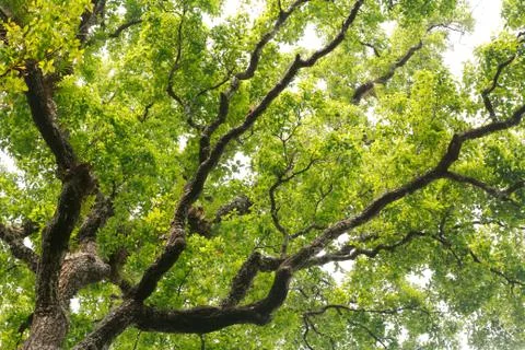 Tree branch background Stock Photos