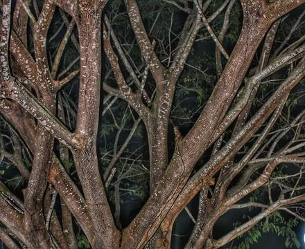 Tree Branch Background Stock Photos