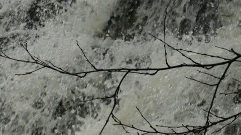 Tree branch on the background of the rapid flow of the waterfall. Stock Footage 102748163