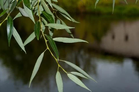 Tree branch on a background of the river Stock Photos