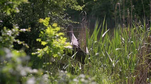 Tree branch on the background of the river. Swaying in the wind on a sunny Video stock 223378771