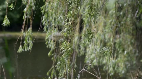 Tree branch on the background of the river. Swaying in the wind on a sunny Stock Footage 223378786