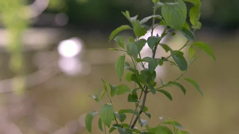 Tree branch on the background of the river. Swaying in the wind on a sunny Video stock 223378787