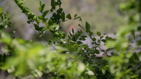 Tree branch on the background of the river. Swaying in the wind on a sunny Video stock 223378792