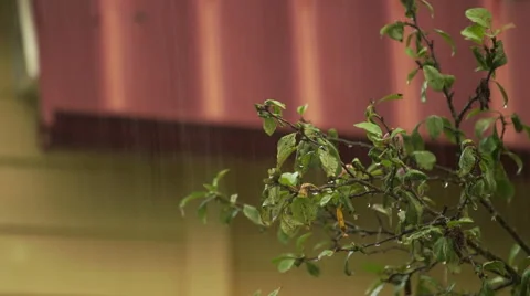 Tree branch on the background of the roof in the rain Stock Footage 66445253