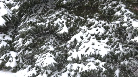 The tree branch is bare and has no leaves. Stock Footage 314963233