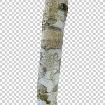 Tree branch bark texture isolated on white background. Stock Photos