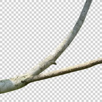Tree branch bark texture isolated on white background. Stock Photos