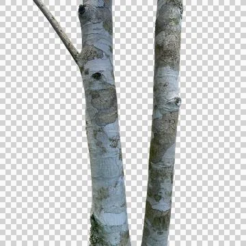 Tree branch bark texture isolated on white background. Stock Photos