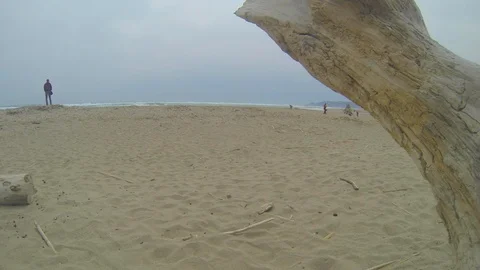 Tree branch in the beach Stock Footage 117632243