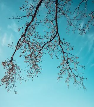 The tree branch is bent in half, with the sun shining through the branches Stock Photos