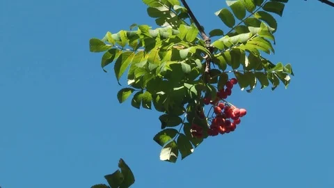Tree branch with berries of mountain ash Stock Footage 70287621